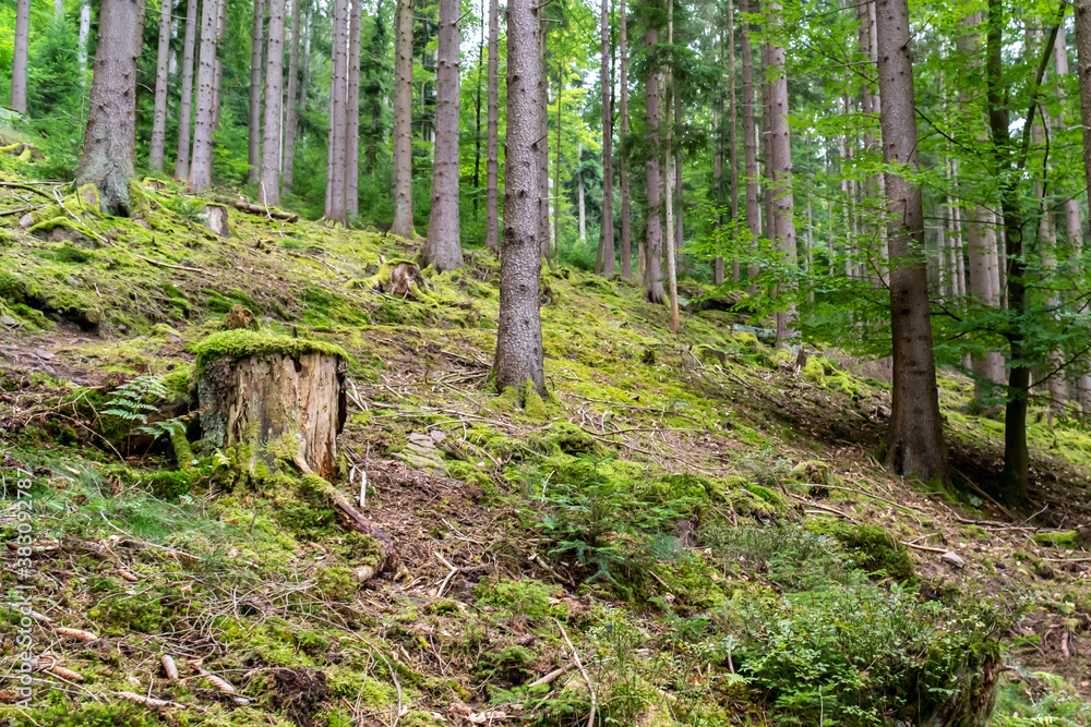 idylischer Ort im Wald