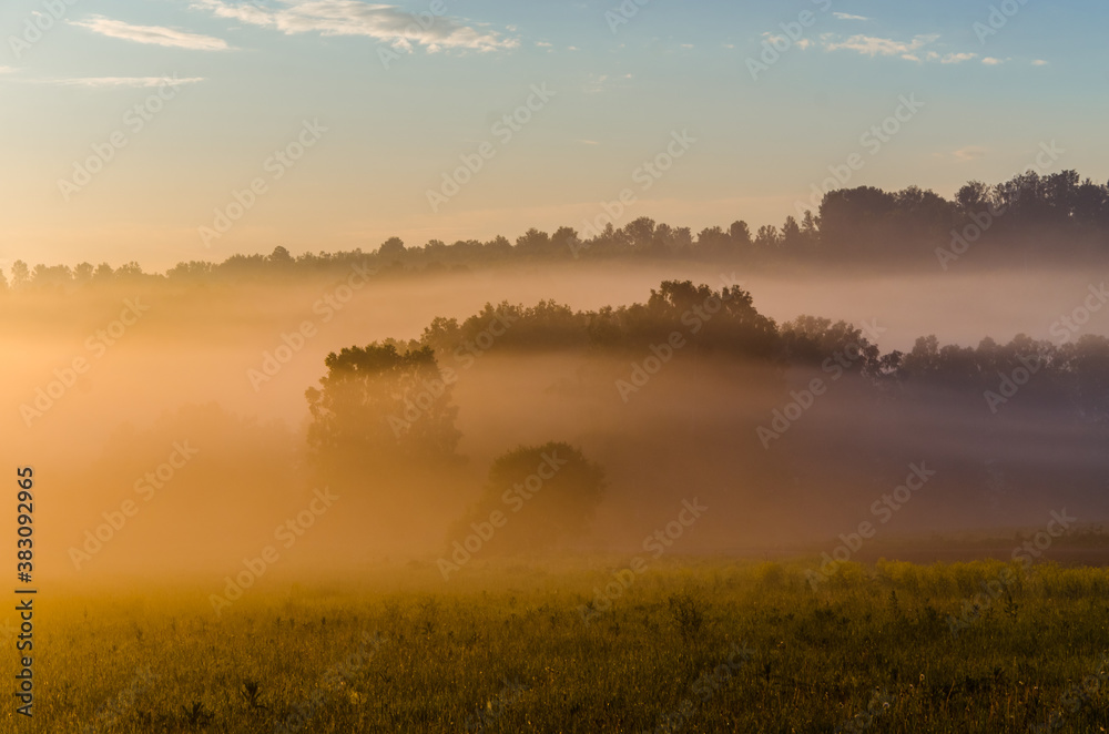 Fototapeta premium Thick mystical fog over a green forest. Juicy grass.
