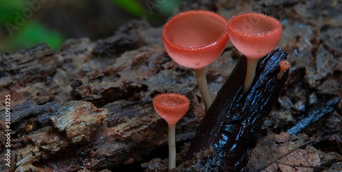 Close-up fungi cup, champignon mushroom. focal pink color mushroom. in the forest Thailand.