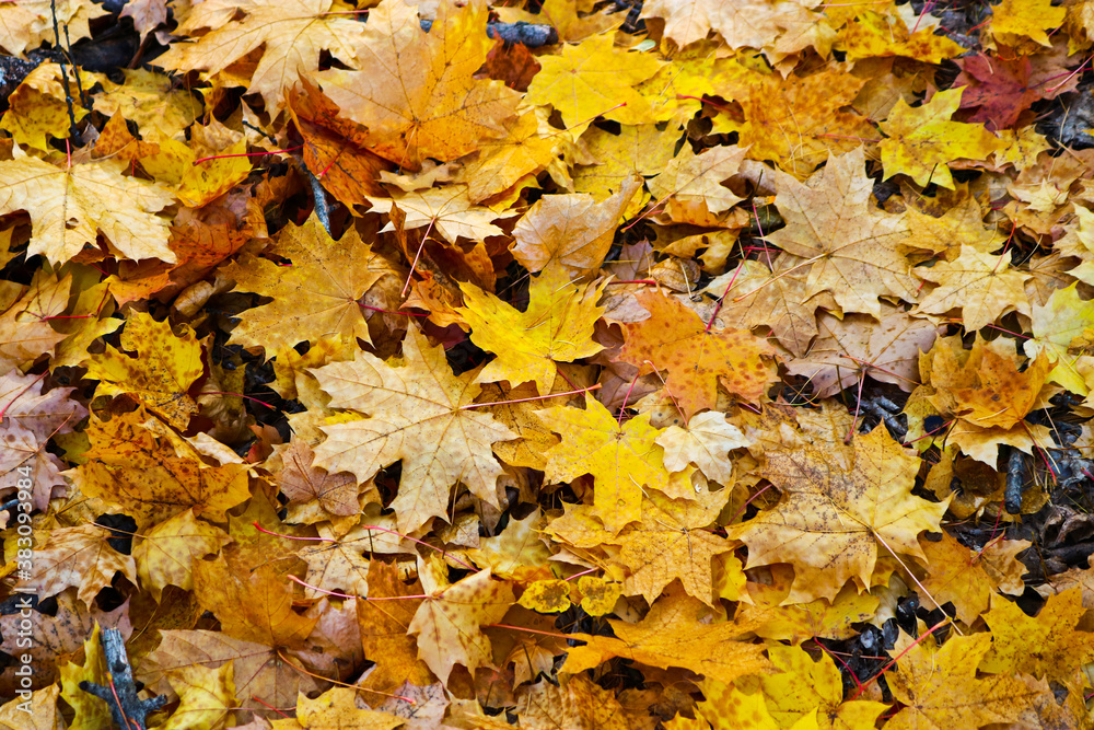 Autumn textured background - fallen yellow maple leaves. Indian summer.