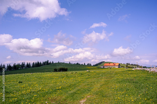 Pastoral hills in the hinterland of Neuchatel. The green grass is dotted with yellow arnica flowers. A large sheepfold with a yellow roof in the background.
