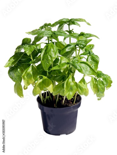 basil green herb as potted plant on window