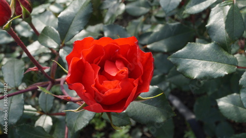 Rosa Roja
