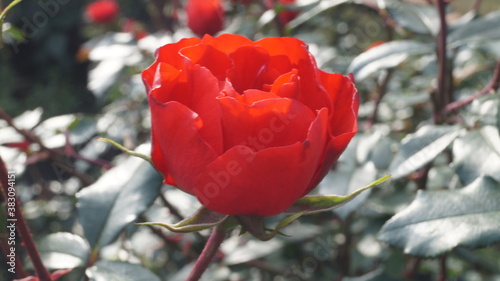 Rosa Roja de lado