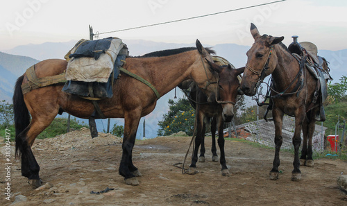 La mula: fiel compañero de los campesinos colombianos.
