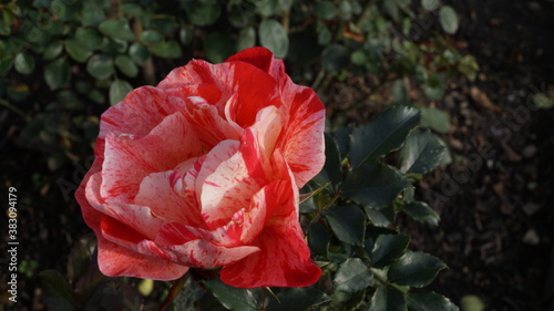 Rosa dos Colores