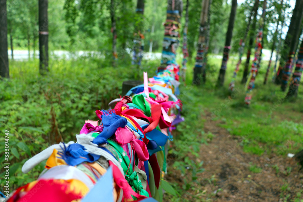 Colorful satin ribbons tied to log fences and birch trees by couples to celebrate love and marriage in russia Colorful satin ribbons tied to log fences and birch trees by couples to celebrate love and marriage in russia