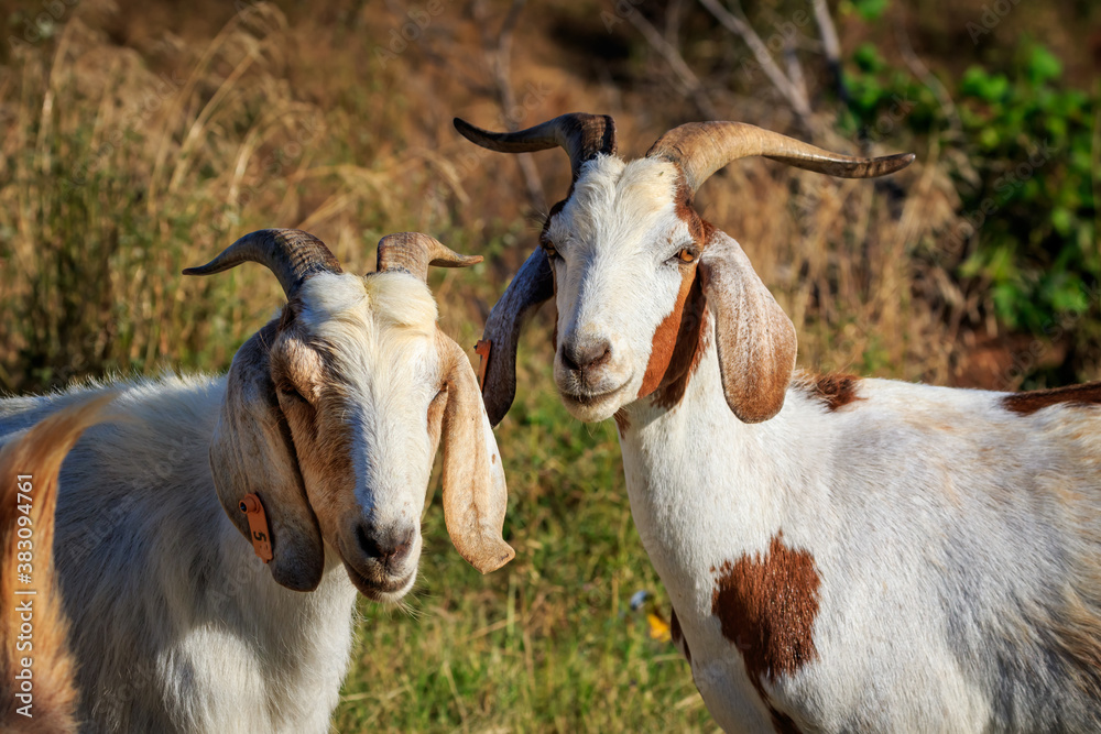 Fototapeta premium Anglo-nubian goat (Capra aegagrus hircus)