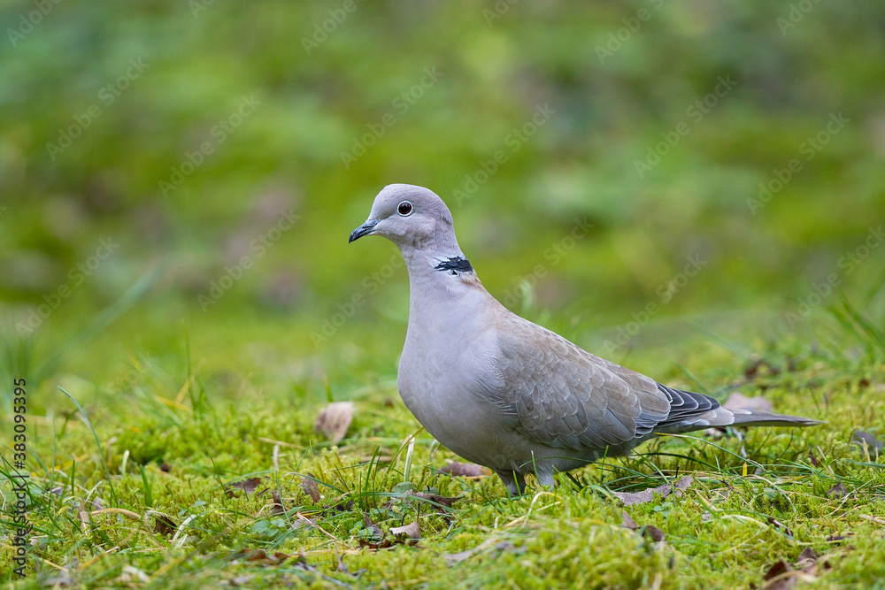 Eurasian Collared Dove (Streptopelia decaocto), Bavaria, Germany