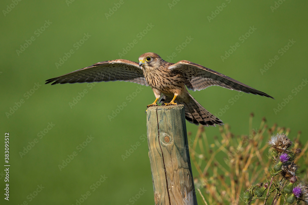 Fototapeta premium Common Kestrel (Falco tinnunculus), Hesse, Germany