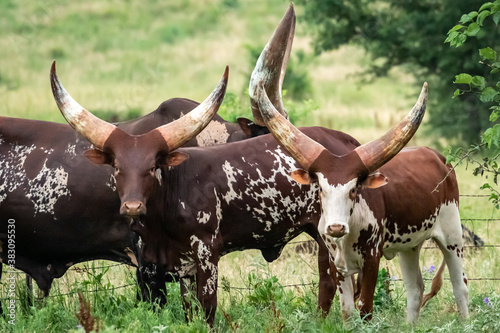 Fotografie Ankole-Watusi cattle (Hybrid Bos (primigenius) taurus/indicus) grazing on an Okl