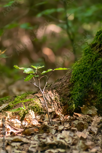junger Setzling neben goßem Baum