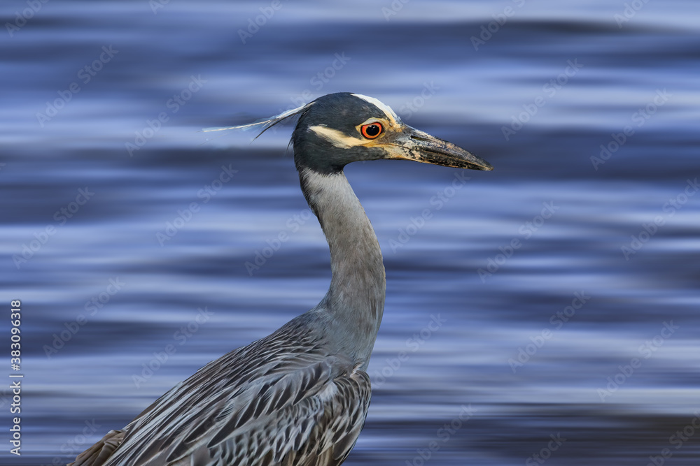 Yellow-crowned Night Heron (Nyctanassa violacea) on the Lake Hefner shore Yellow-crowned Night Heron (Nyctanassa violacea) on the Lake Hefner shore