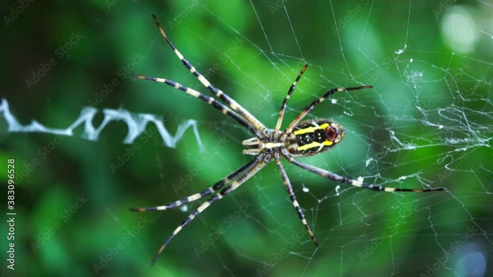 spider on the spider web. spider in the bush spider on the spider web. spider in the bush