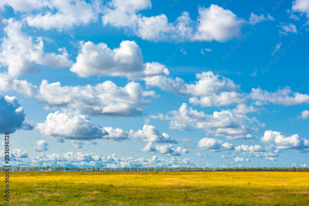 yellow field and blue sky with clouds