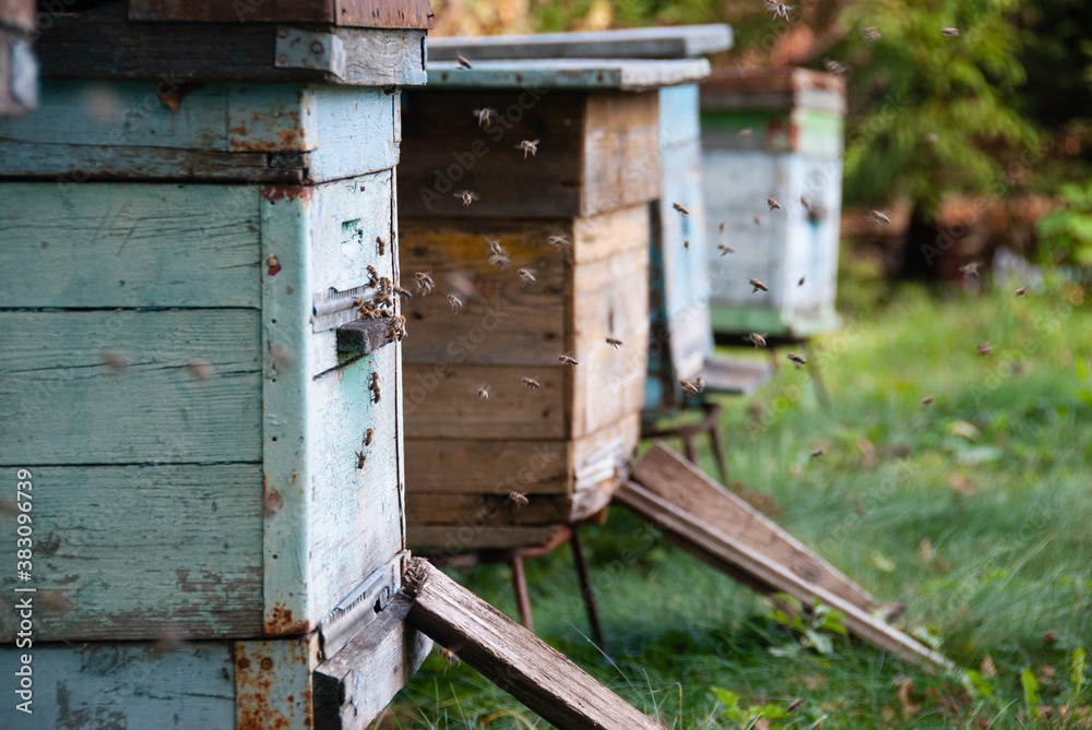 Bee hives, side view, flying bees Bee hives, side view, flying bees