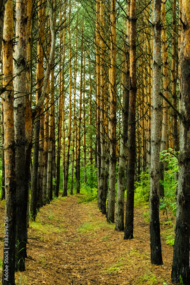 Naklejka premium A path leading through a coniferous pine forest