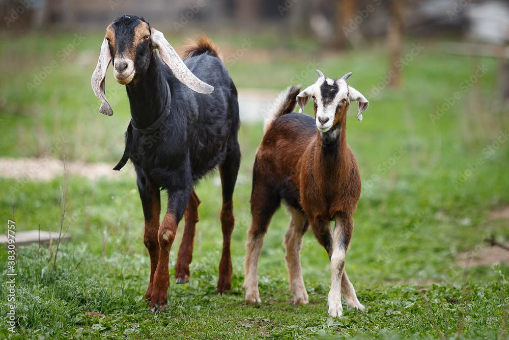 Fototapeta premium Nubian goat male and nubian baby goat kid