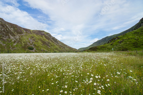 field of daisies on england meadow