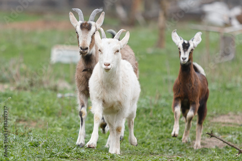 goats on a meadow