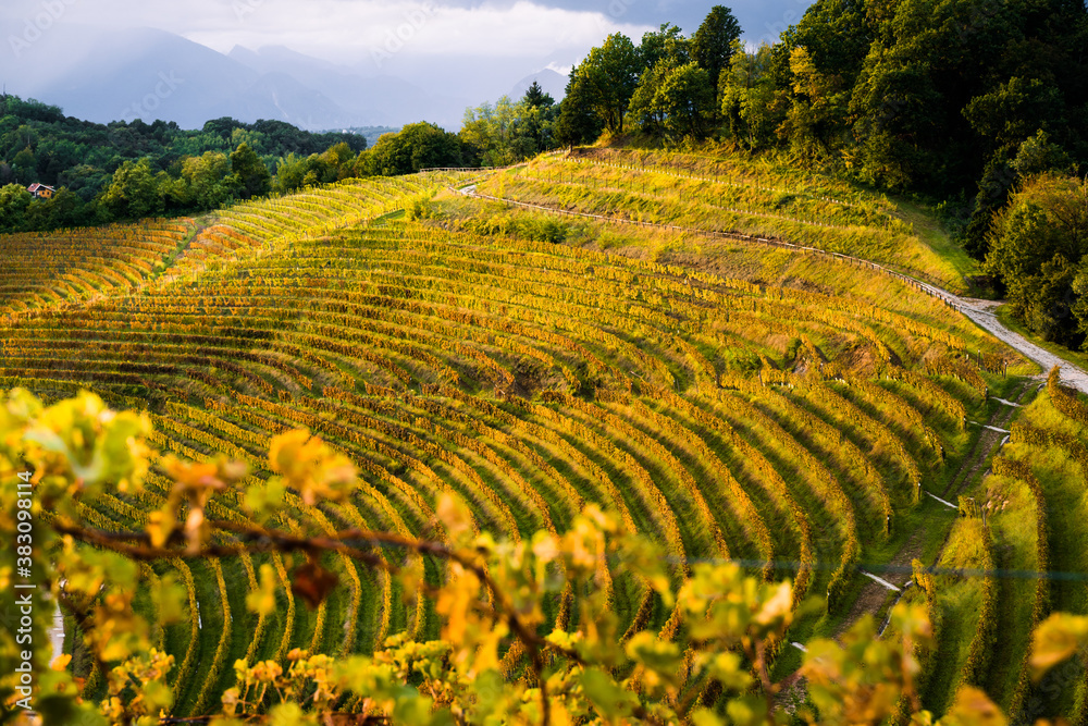 Beautiful vineyard at sunset in autumn, Savorgnano del Torre, Friuli Venezia Giulia region, Udine province