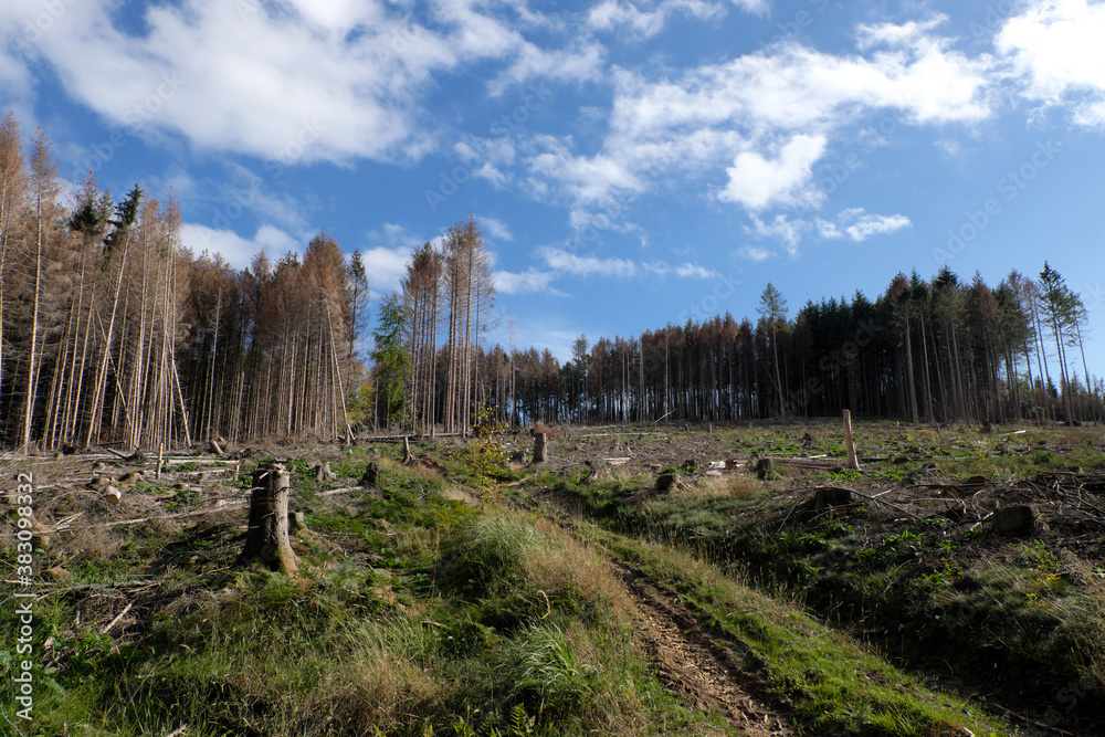Waldsterben in Deutschland, abgeholztes Waldgebiet mit vielen Baumstümpfen und tiefer Reifenspur einer Forstmaschine und abgestorbene Bäume im Hintergrund Ende September 2020 im Westerwald - Stockfoto