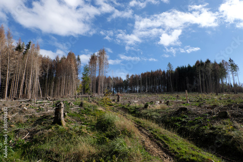 Waldsterben in Deutschland, abgeholztes Waldgebiet mit vielen Baumstümpfen und tiefer Reifenspur einer Forstmaschine und abgestorbene Bäume im Hintergrund Ende September 2020 im Westerwald - Stockfoto