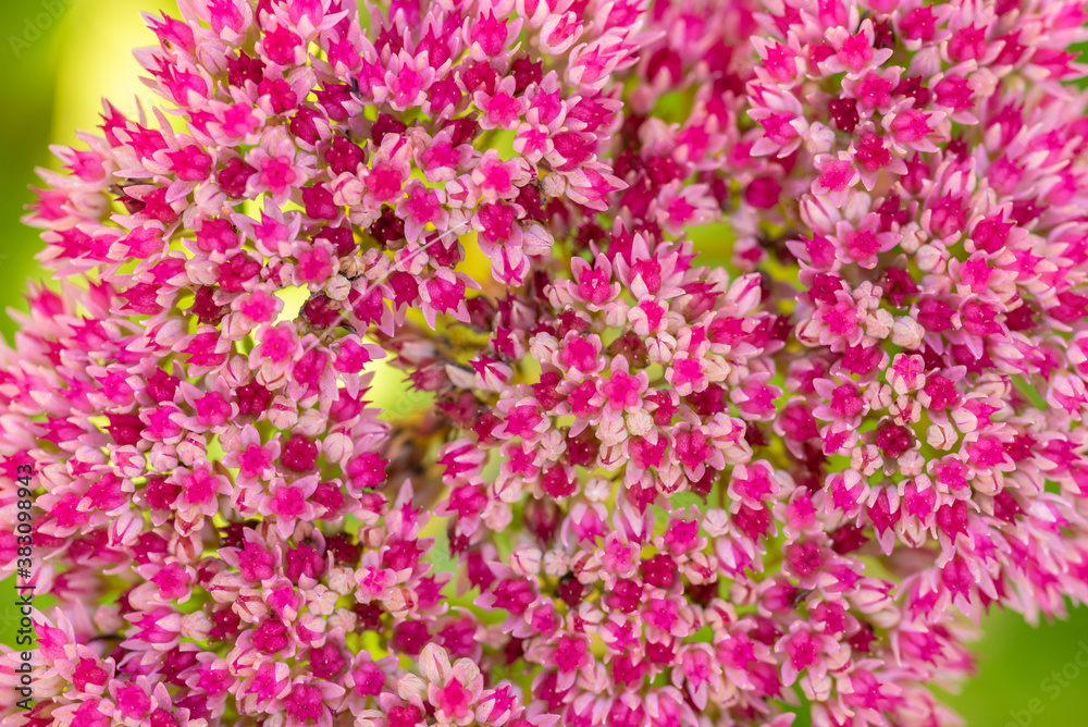 Flower background. Many small pink flowers grow on soil