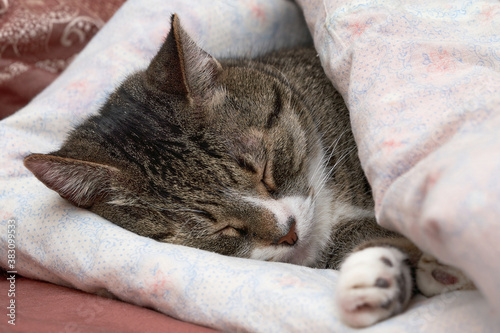 Gray tabby cat sleeps covered with a blanket