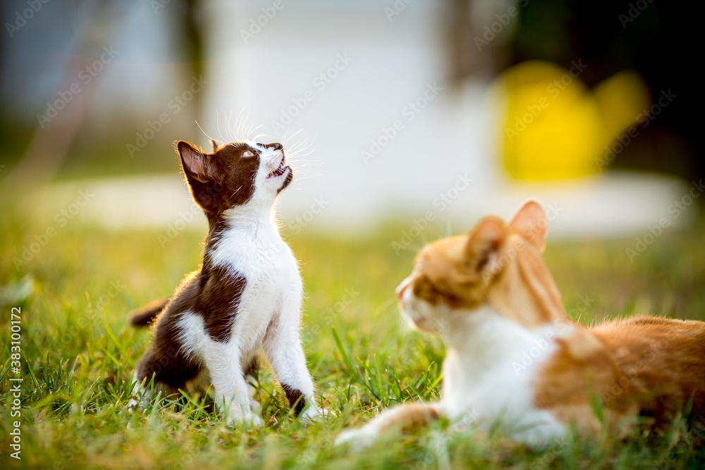 Black and white kitten looking up, domestic animals, pet photography of cat playing outside, shallow selective focus, blurred green grass background
