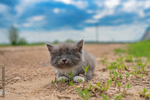 A small gray fluffy kitten sits on the ground against the background of the sky.