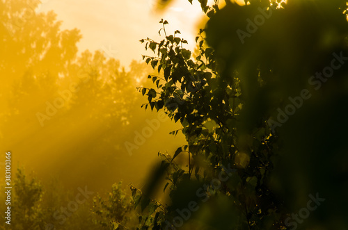 the sun's rays break through the birch leaves. Thick morning fog