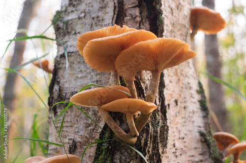 Armillaria mellea or honey mushrooms on the stump photo