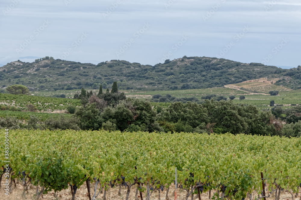 Montagne et vignoble dans la région de Tavel - Gard - France