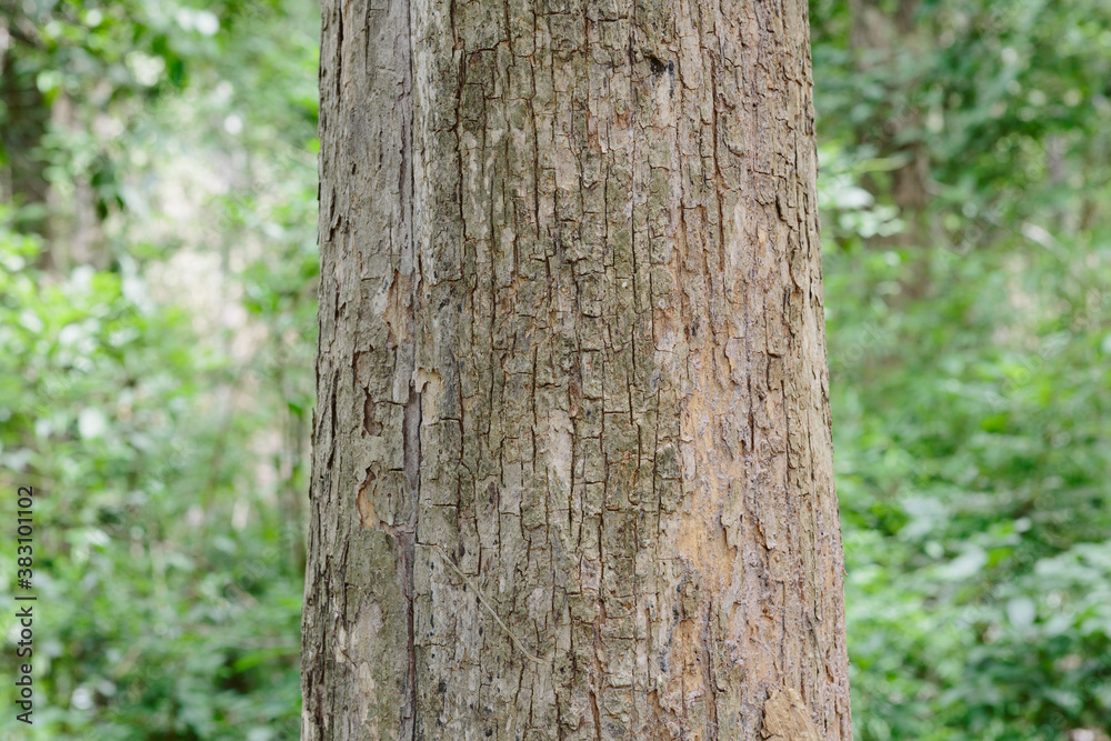 Teak tree in the forest with blurred background Teak tree in the forest with blurred background