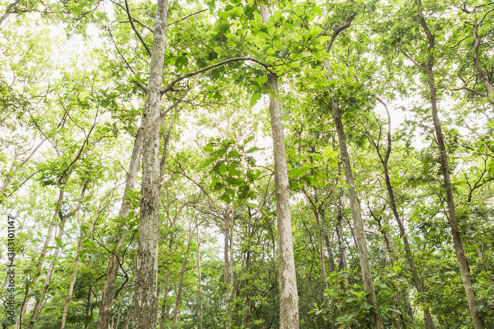 Naklejka premium Teak Trees in Thailand precious hardwood