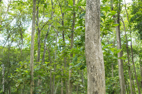 Teak Trees in Thailand precious hardwood