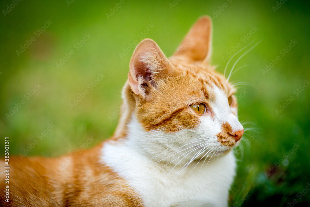 Close-up portrait of ginger male cat in the yard, looking sideways, domestic animal, pet photography of cat playing outside, shallow selective focus, blurred green grass background