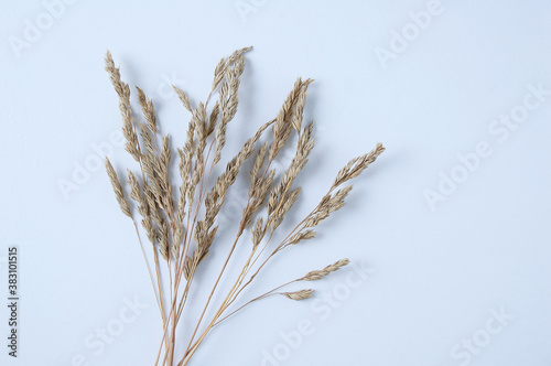 Annual meadow bluegrass. Wild herb dried flowers on white background. View from above.