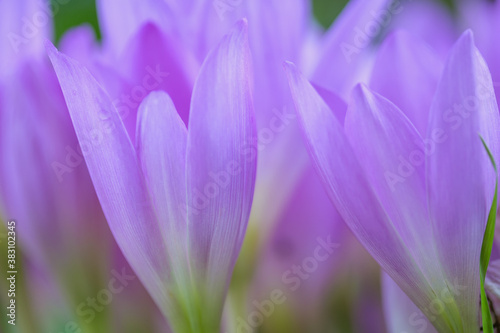 Natural background with beautiful lilac flowers. Closeup. Selective focus on nearby flower petals. A photo with a shallow depth of field.