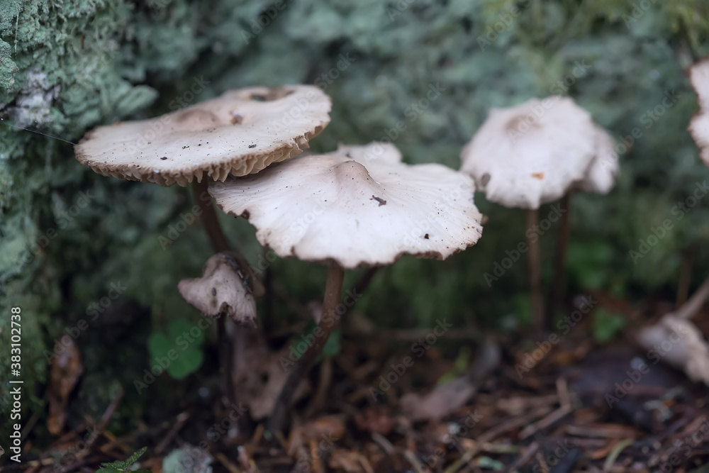 Mushrooms containing psilocybin grow naturally. Hallucinogenic mushrooms. Close-up photo. Shallow depth of field. Soft focus. Mushrooms containing psilocybin grow naturally. Hallucinogenic mushrooms. Close-up photo. Shallow depth of field. Soft focus.