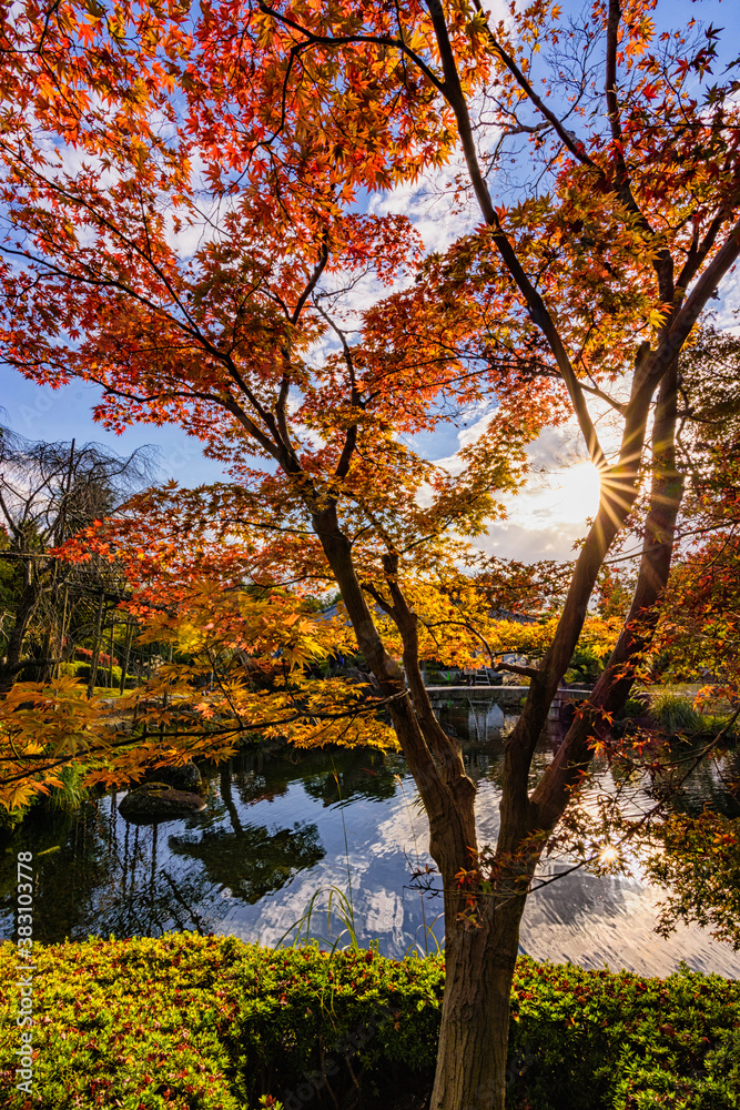 Fototapeta premium Beautiful Kokoen Garden during autumn foliage season in Himeji city, Japan