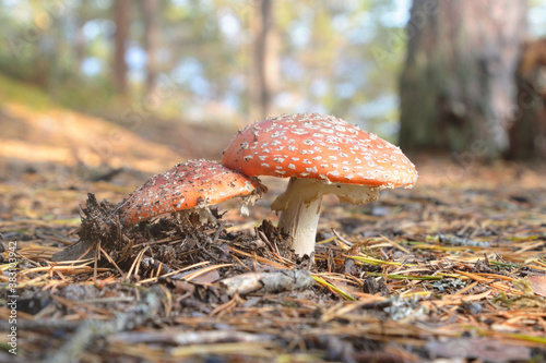 Two fly agaric closeup in forest. Poisonous mushrooms.