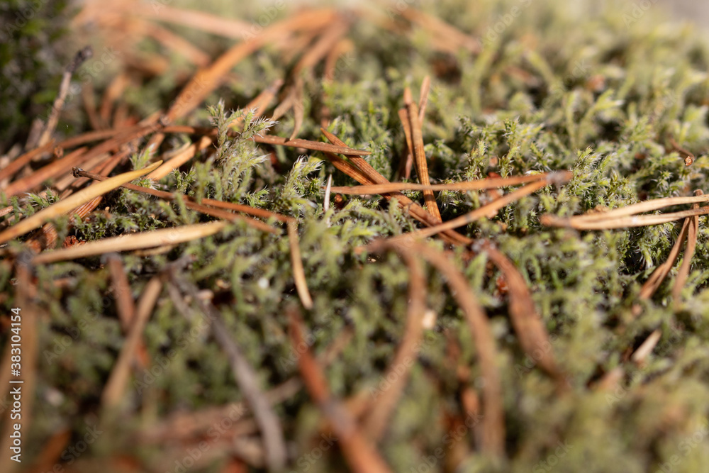 Macro nature photos, backgrounds and textures Macro nature photos, backgrounds and textures
