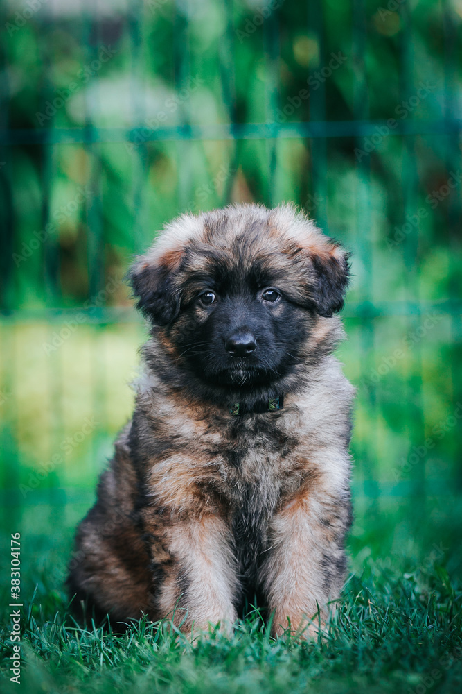German shepherd dog posing outside. Happy and healthy dogs German shepherd dog posing outside. Happy and healthy dogs