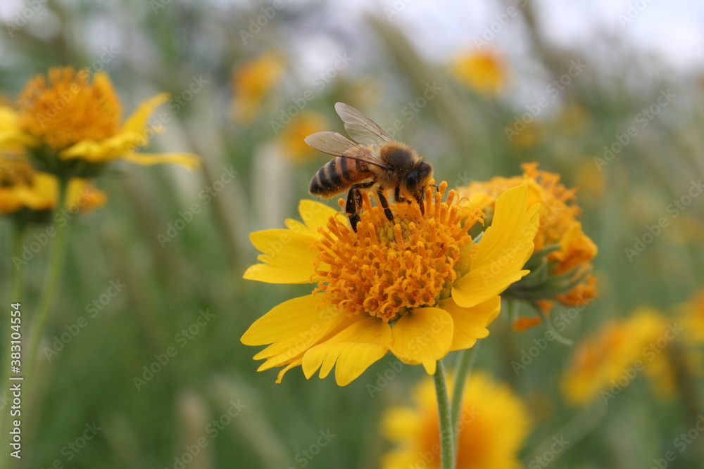 bee on yellow flower bee on yellow flower