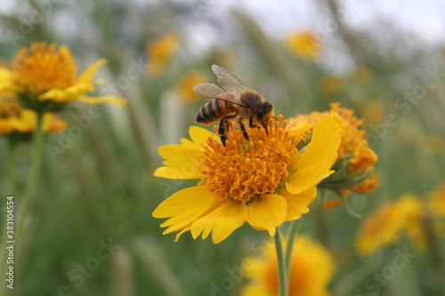 bee on yellow flower © JoseOmar