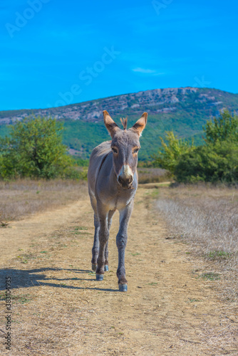 little donkey 4 months walking along the road in the steppe
