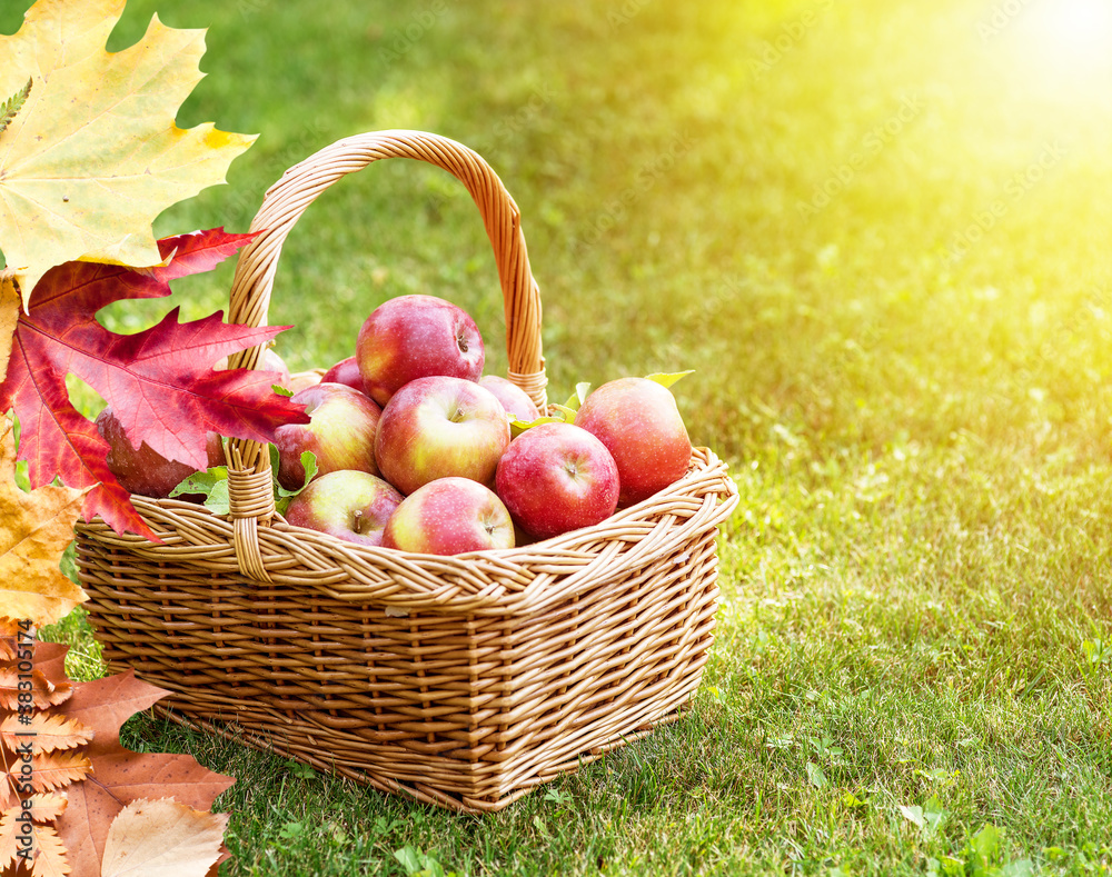 Apple harvest. Ripe red apples in the basket on the green grass. Apple harvest. Ripe red apples in the basket on the green grass.