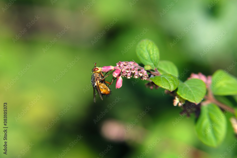 A selective focus shot of an insect on a pink blossom and blurred background - Stockphoto A selective focus shot of an insect on a pink blossom and blurred background - Stockphoto